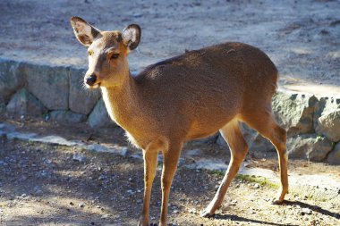 Doğada vahşi sevimli geyik