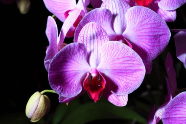 orkide çiçekleri yakın çekim
