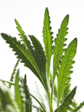 beyaz arkaplanda yeşil yapraklar