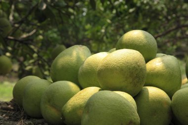 pomelo ağaçlar ve bitkiler bahçede