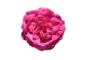 Güzel gül çiçeği 