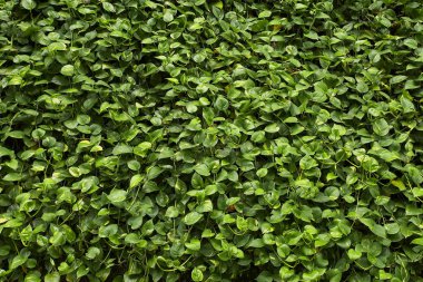 yeşillik duvar arka plan