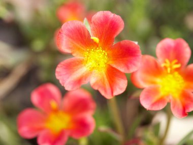 Güzel yaz çiçekleri