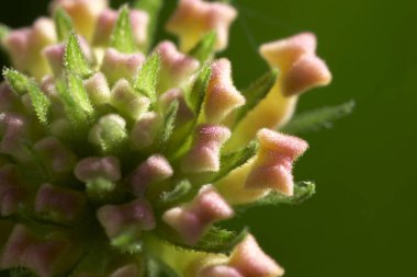 Güzel yaz çiçekleri