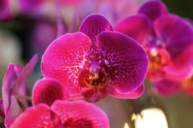 orkide çiçekleri yakın çekim