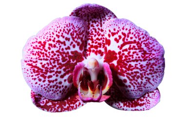 Çok güzel bir orkide çiçeği.