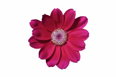국화 꽃 머리