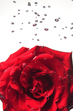 Güzel gül çiçeği 