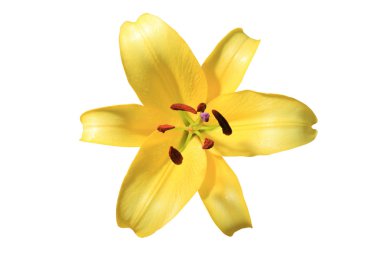 Amazing lily çiçek 