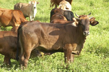 Yeşil çimenlerin üzerinde otlatma sığır 