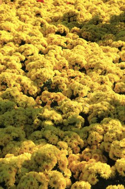 güzel kasımpatı çiçekleri