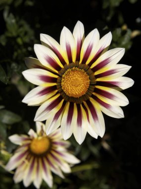 güzel kasımpatı çiçekleri