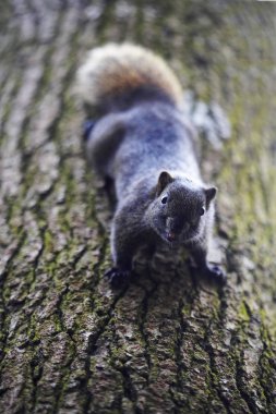 Ağaç gövdesi üzerinde vahşi sincap 