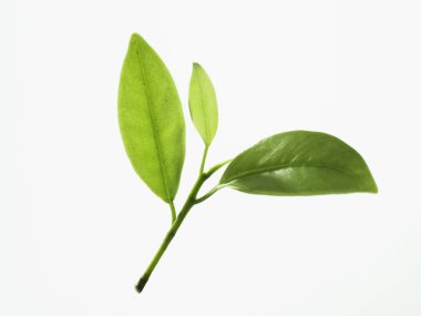 beyaz arkaplanda yeşil yapraklar