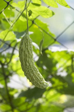 Yeşil acı kavun dalı