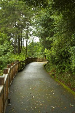 Güzel yeşil ormanda yol