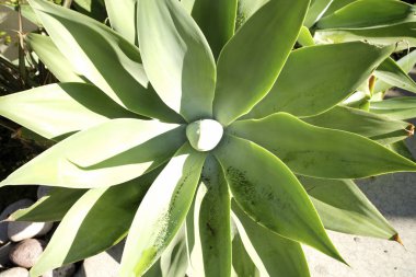 Yeşil yaprakları ile doğal aloe