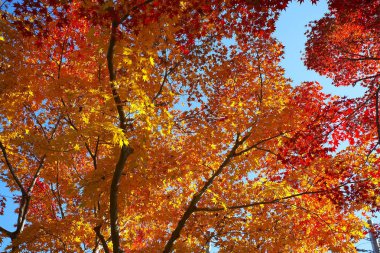 Sonbaharda akçaağaç