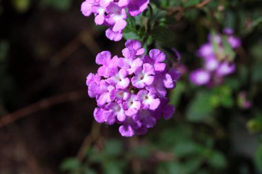 çiçek dalları üzerinde grup