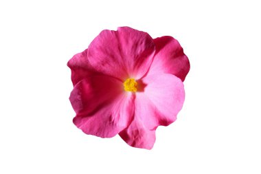 güzel pembe çiçek 