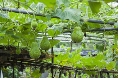 Sebze bahçesinde organik su kabakları