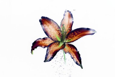 Amazing lily çiçek 