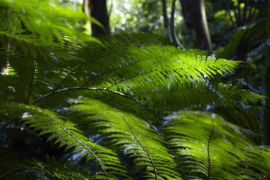 yeşil bitki yaprakları 