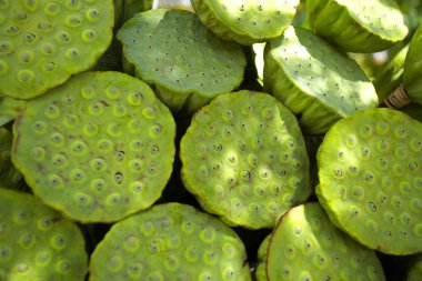 Yeşil lotus bitki arka plan