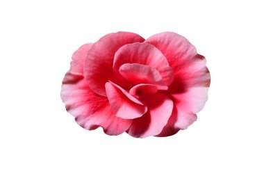 Beyaz arkaplanda güzel bir çiçek