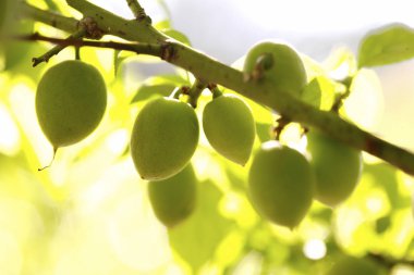 Bahçede erik ağacı 