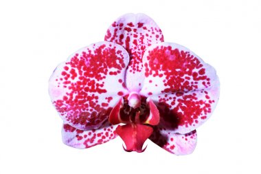 Çok güzel bir orkide çiçeği.