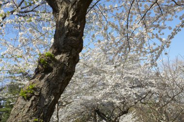 Doğal kiraz çiçeği