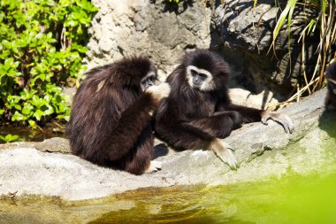 Komik gibbon maymunları doğada