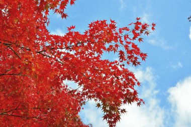 Sonbaharda akçaağaç