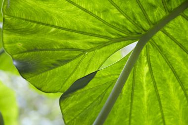 yeşil bitki yaprakları 