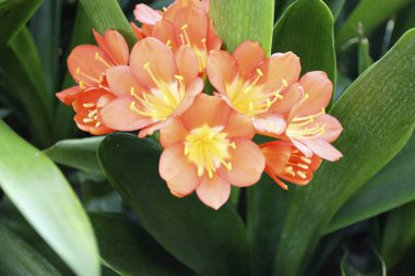 Portakal çiçeği alan