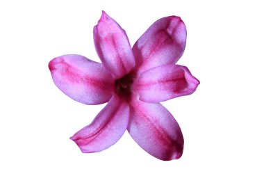 Beyaz arkaplanda güzel bir çiçek