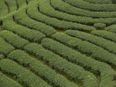 yeşil çay tarlaları