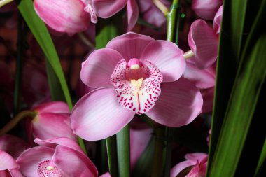 orkide çiçekleri yakın çekim