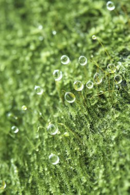 Yeşil yosun su damlaları