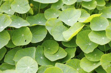 Dallarda yeşil yapraklar