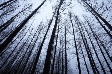 Yüksek ağaçları kış orman