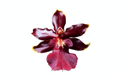 güzel orkide çiçek  