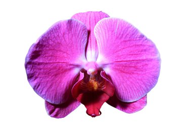 güzel orkide çiçek  