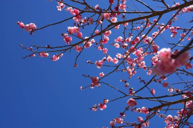 Ağaç çiçek açan dalları