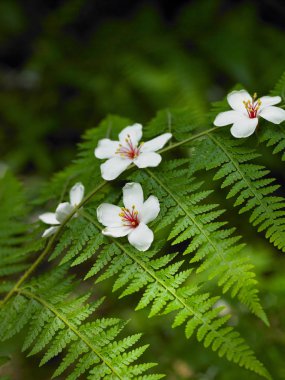 yeşil bitki yaprakları 
