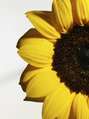 Güzel çiçek. Yaklaş.  