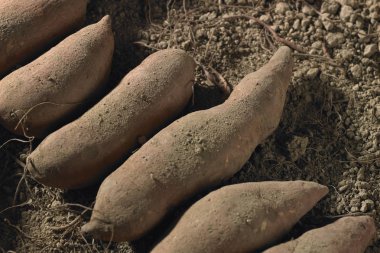 Tatlı organik patates