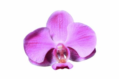 güzel orkide çiçek  