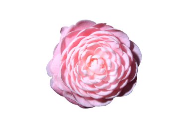 kamelya çiçeği yakın çekim